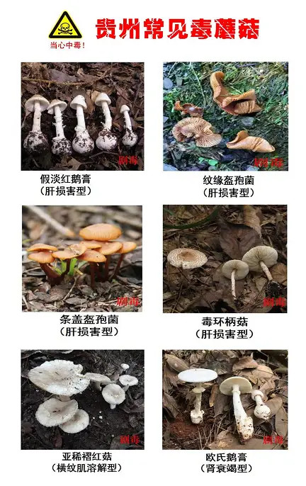 气味,颜色和普通可食用蘑菇无差别,为了自身安全,切不可轻易尝试野生