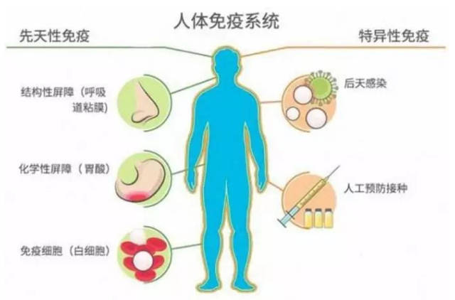 后天免疫力来自身体对病毒辨识能力的提升!