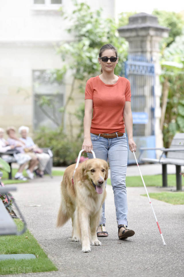 在路上遇到导盲犬又应该怎么做?