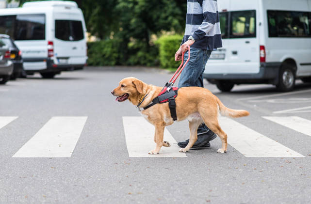 在路上遇到导盲犬又做