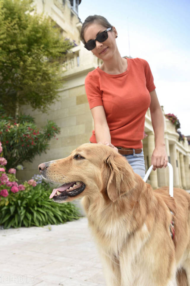 导盲犬的训练以及作用都有哪些?在路上遇到导盲犬又应该怎么做?