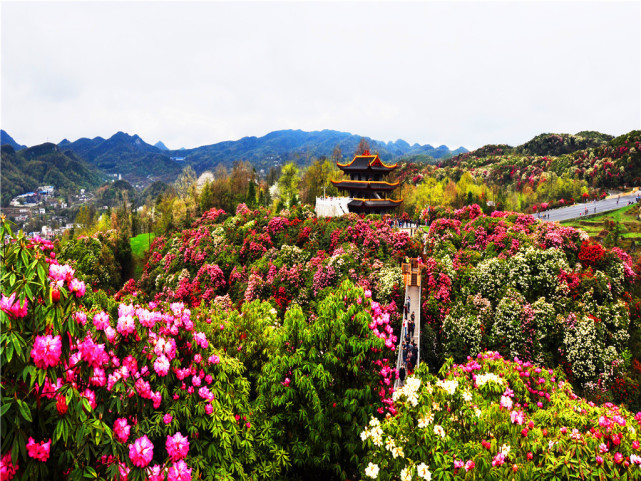 百里杜鹃风景名胜区美景