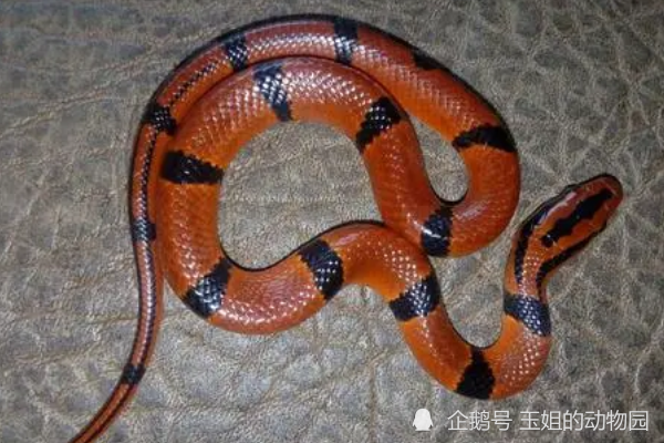 中华珊瑚蛇的头部为白色横杠斑纹,福建华珊瑚的头部为白色倒"v"字
