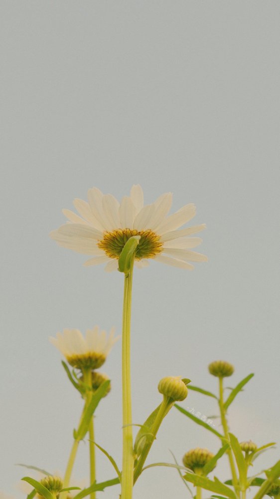 小雏菊治愈风景壁纸