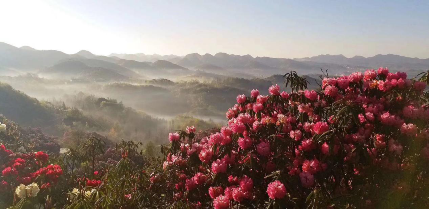 卫星视角下的美丽乡村毕节市鹏程社区│邂逅地球的彩带去看百里杜鹃
