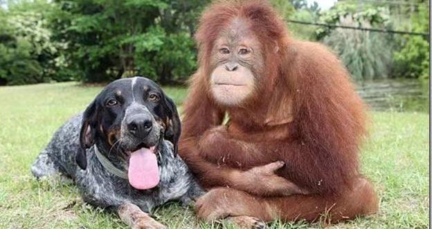 动物也开始养宠物了?一只红毛猩猩伤心欲绝,收养了一条流浪狗