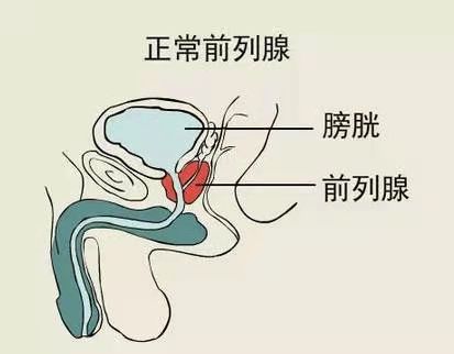 前列腺是如何生长发育的体积有多大