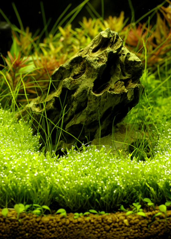 小缸造景,玩的就是精致