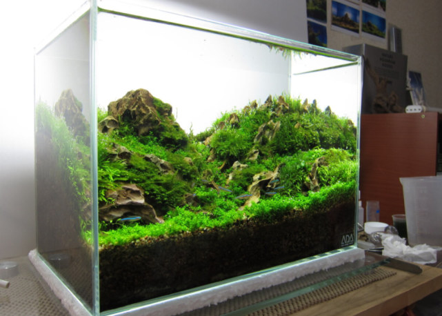 小缸造景,玩的就是精致