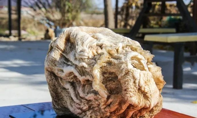 太岁到底有多强大?科学家深入调查研究后:早已跳出自然生态法则