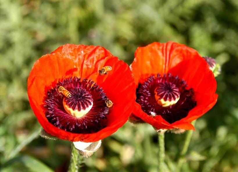 还真有!凉皮越吃越上瘾,顾客怀疑凉皮中有罂粟,报警后果真有