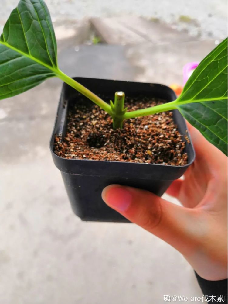 2,绣球适合用纯蛭石,赤玉土扦插,生根率很高(这种干净,透气性好的土