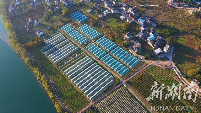 湖南日报丨产业有劲村民有福桑植县澧源镇兴旺塔村见闻