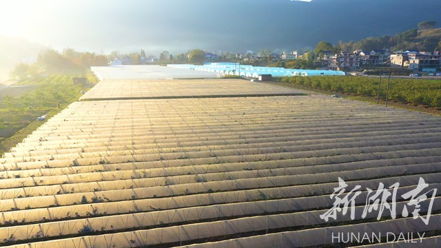 湖南日报丨产业有劲村民有福桑植县澧源镇兴旺塔村见闻