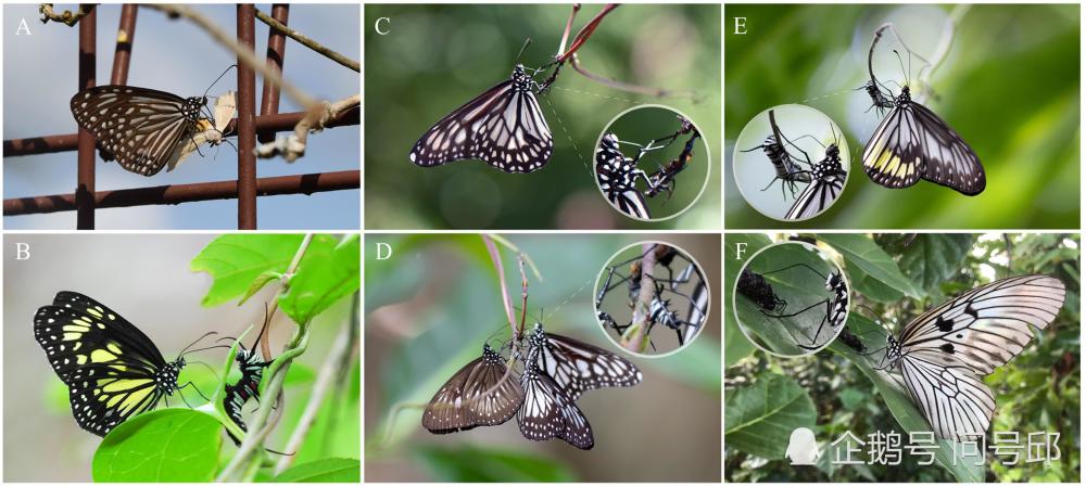 科学家发现:斑蝶会吸吮毛虫身上汁液,无论是死是活,都