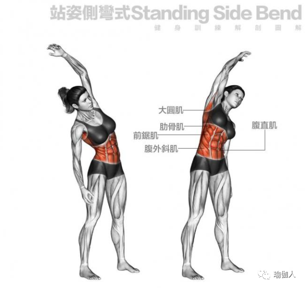 2  站姿侧弯 训练肌肉部位:大圆肌,肋骨肌,前锯肌,腹外斜肌,腹直肌