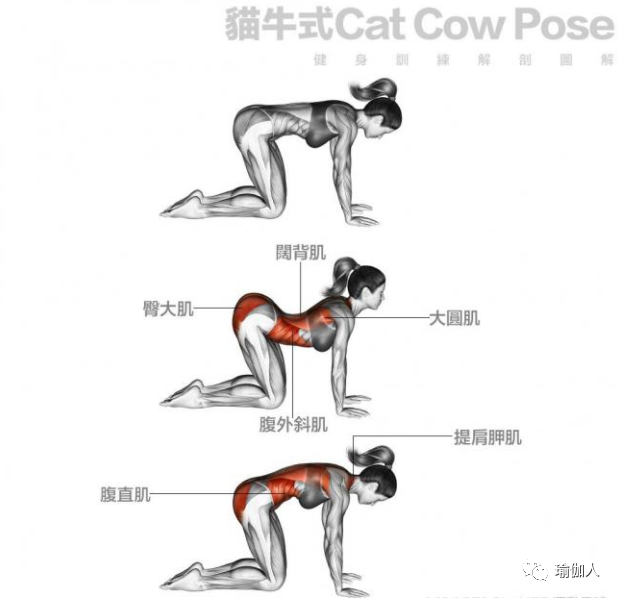 8  猫牛式 训练肌肉部位:阔背肌,臀大肌,大圆肌,腹外斜肌,腹直肌,提