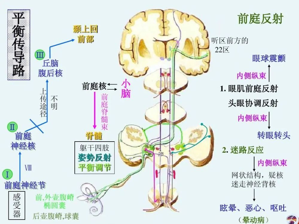 以及与眼睛运动和姿势相关的补偿,与之相关的反射被称为前庭反射和