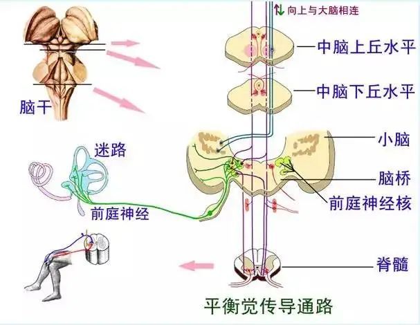 前庭的神经通路有七个,分别是:前庭眼动通路,前庭脊髓通路,前庭小脑