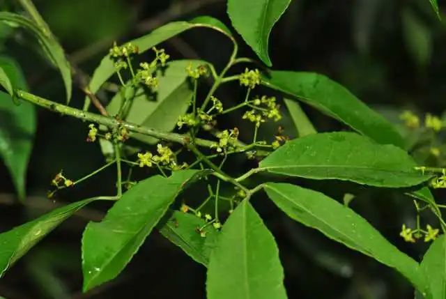 风湿药|扶芳藤|气血|舒筋活络|卫矛