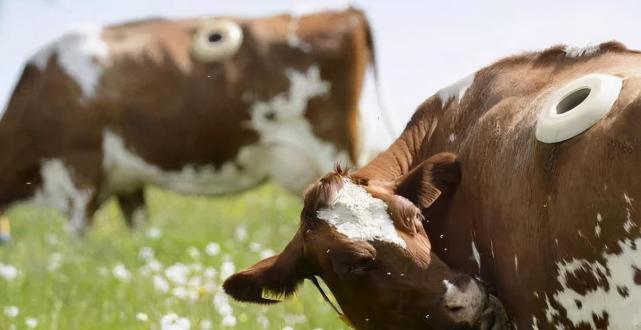 小时候在农村,一些饲养牛的家庭最害怕的事情就是牛胀气.