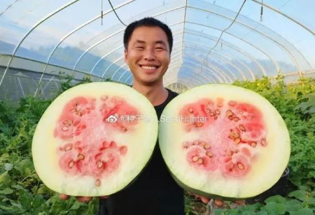 看了"一百年前的顶级西瓜",网友想起了这位"甜瓜女王"_腾讯网