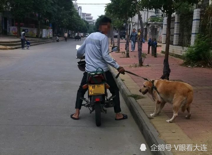 湖北逮捕两名偷狗贼下药毒倒宠物狗后偷走吃掉被抓判刑