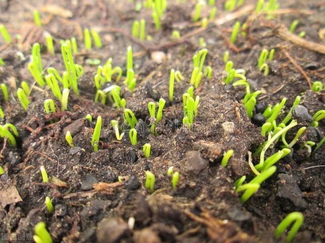 移栽的葱;从时间节点上看,白露时节栽植洋葱显然不符合洋葱的生长习性