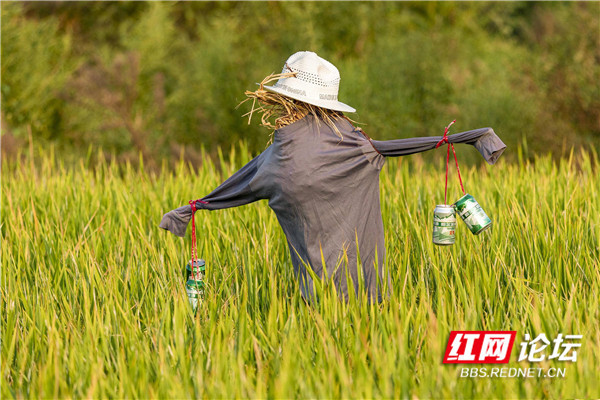 丰收季的乡村风景,田间可爱的稻草人渐渐多了