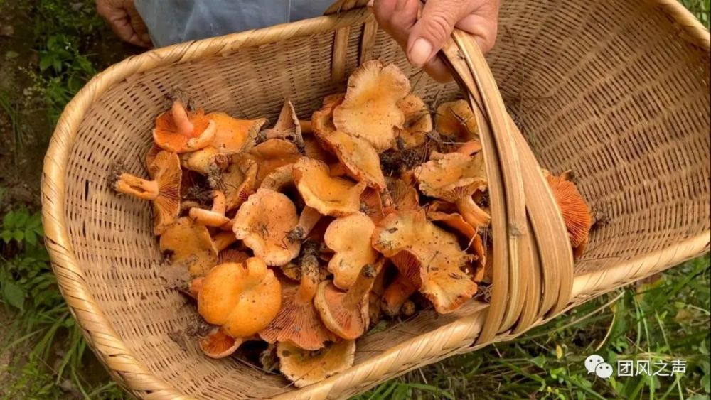 舌尖上的团风大别山中的美味枞树菇
