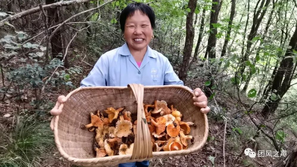 舌尖上的团风——大别山中的美味枞树菇