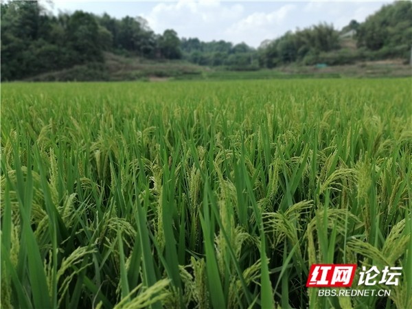前方高能!带你看看亩产1100公斤的杂交水稻长什么样?