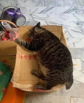 8公斤胖猫忽略"4字警语"重磅躺下,纸箱压烂凹出圆形