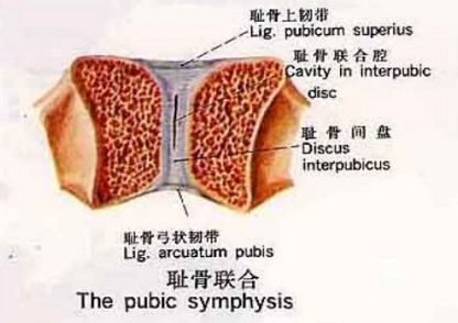 耻骨分离发生的部位是耻骨联合(pubic symphysis),是人体腹部肚脐