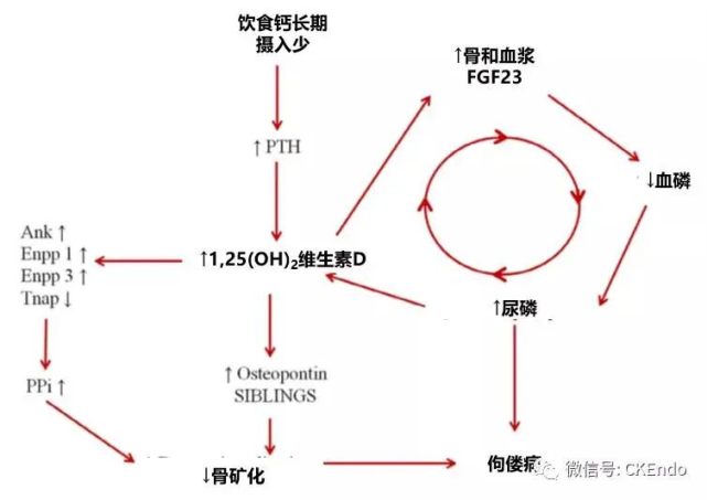pth和fgf-23的增加导致尿磷酸盐排泄增加.