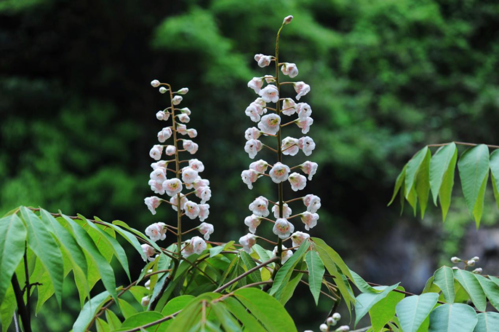 国家重点保护野生植物(二级)伯乐树科-伯乐树.叶钦良 摄