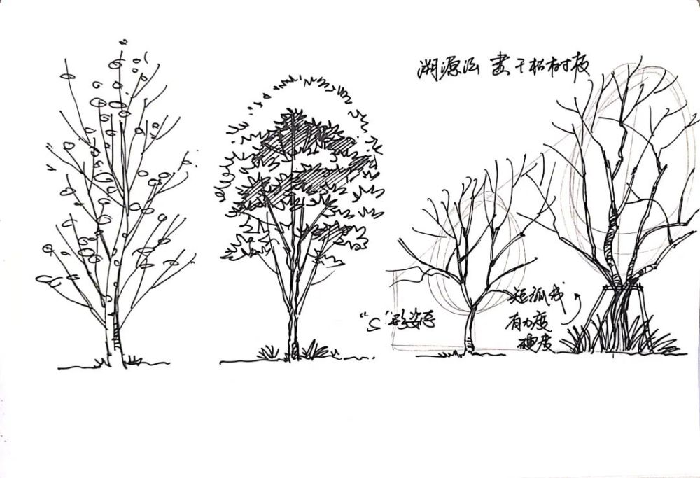 教你3种树的快速画法