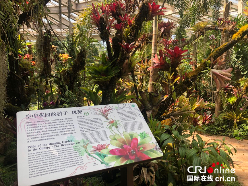 "植物王国"彩云之南——多彩昆明植物园