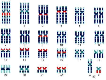 人类y染色体正在消失,未来还有男人吗?科学家给出解释