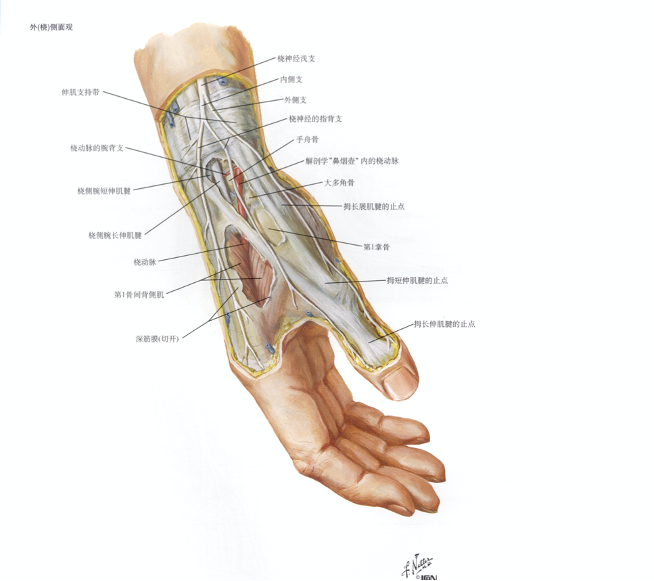 当然有些肌腱在功能上有重合的部分(例如,食指和小指的伸指肌腱各有