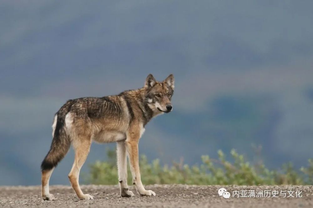 三只狼三次跟踪阿娜莎,她被狼吓破了胆,没想到狼是来报恩的