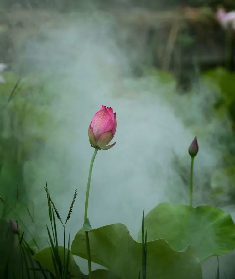 雾里看花花更美 水中望月月更明