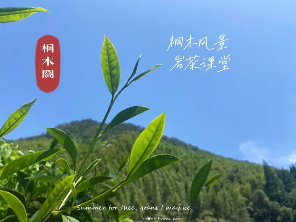 野茶,老丛,大赤甘,小赤甘,烟小种,一本花名册喝懂桐木