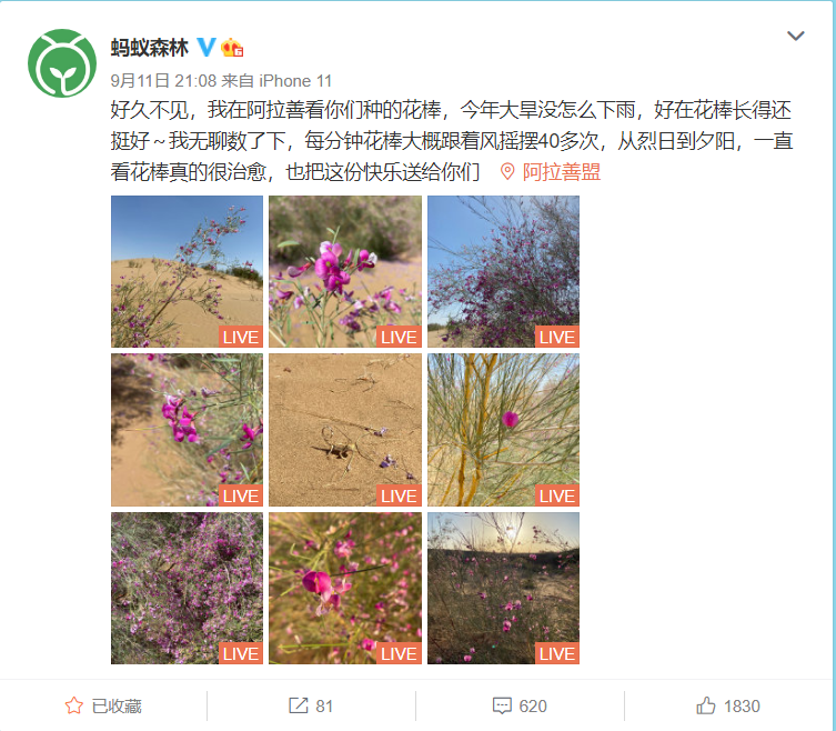 支付宝蚂蚁森林晒出阿拉善花棒:随风摇曳