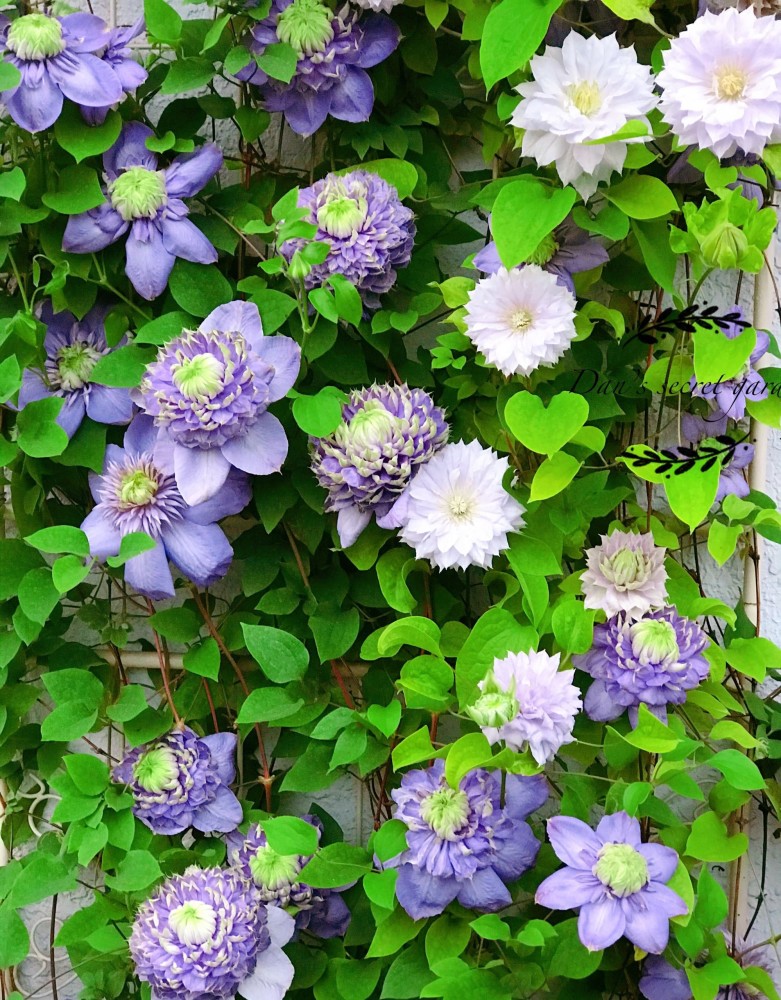 铁线莲"蓝光"—花美如牡丹,三季有花开,阳台也能养,值得拥有