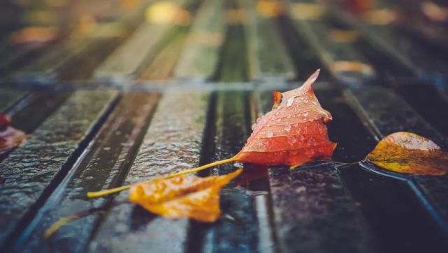 10首最美秋雨诗词,清秋有梦,雨落成诗,哪一首是你的