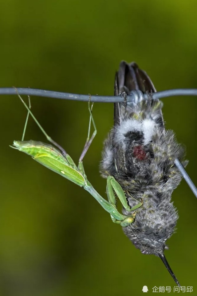 螳螂捕食蜂鸟,在求爱中享受美味的鸟肉,体验双重快感
