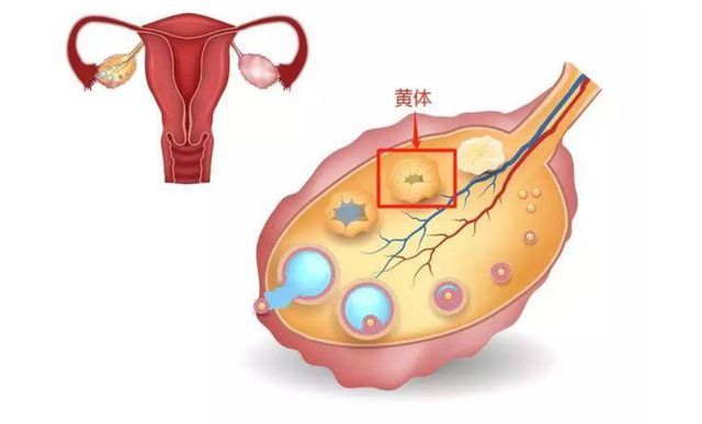 黄体|卵泡|排卵|高泌乳素血症|子宫内膜异位症|黄体不足