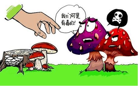 不小心误食毒蘑菇怎么办!