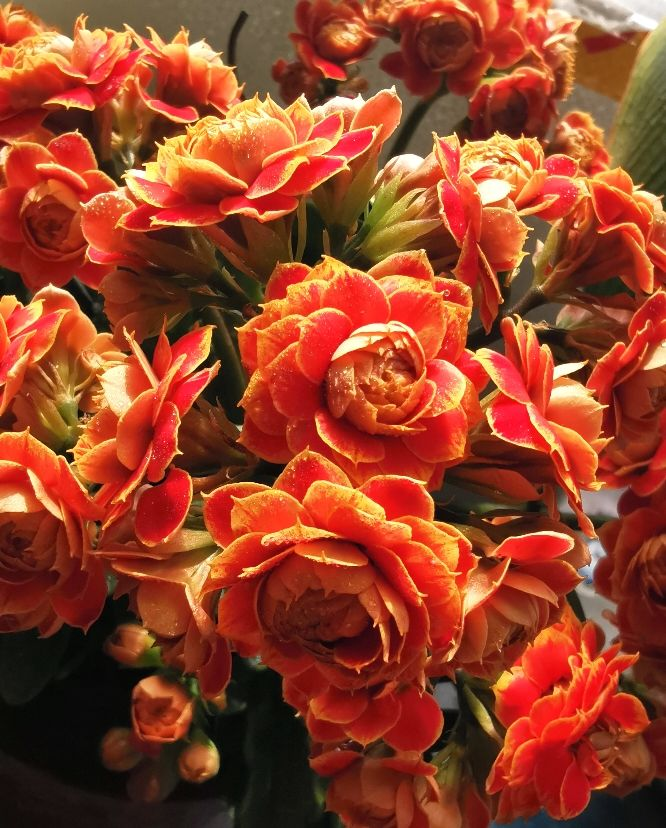 金狐狸红宝石是一个经典的长寿花红色品种,它的花茎比较长,当作鲜切花